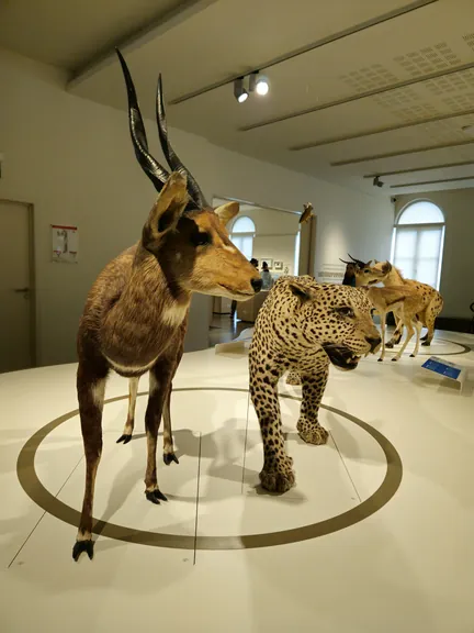 Natural History Museum (Royal Belgian Institute of Natural Sciences) Brussels (Belgium)